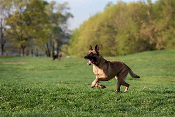 Why does my dog run away when off leash?