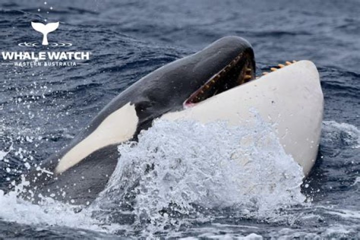 Why does SeaWorld drill holes in orcas teeth?