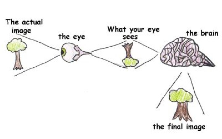 Why does the eye turn images upside down?
