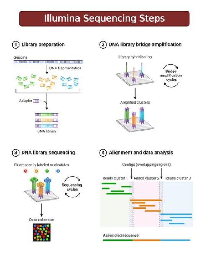 Why does the rate of errors increase by the end of Illumina reads?