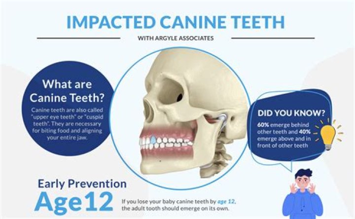 Why don t rodents have canine teeth?