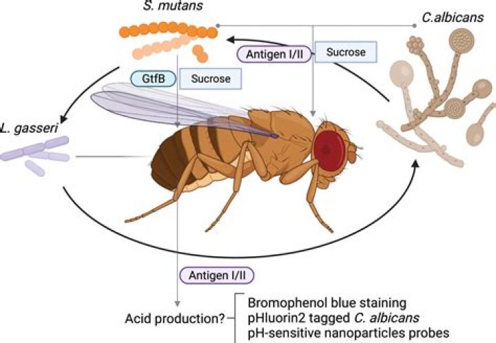 Why Drosophila has been used for genetic studies?
