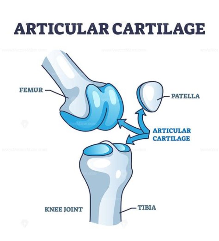 Why is articular cartilage an important part of bone structure?