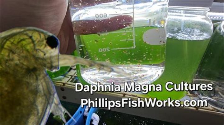 Why is Daphnia a good test organism?