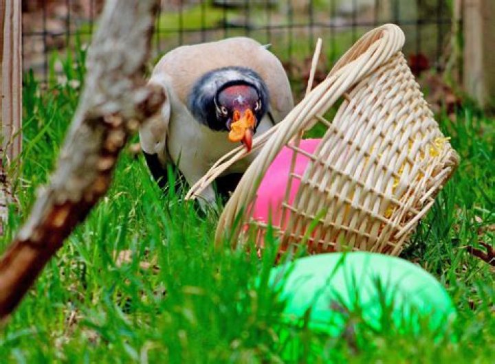 Why is enrichment important for animals?