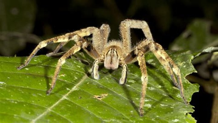 Why is it called a wandering spider?