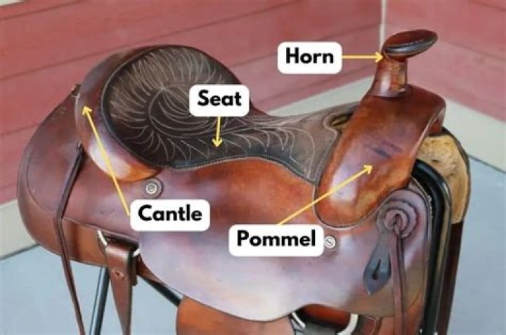 Why is it called the pommel horse?
