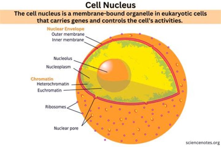 Why is it that the nucleus of a plant cell is not found at the center of the cell?