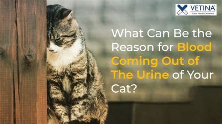 Why is my cat peeing blood clots?