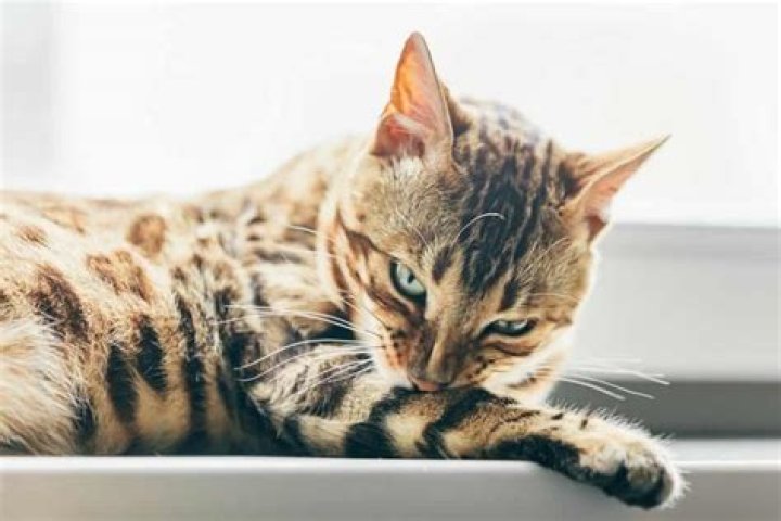 Why is my cat ripping out his fur?