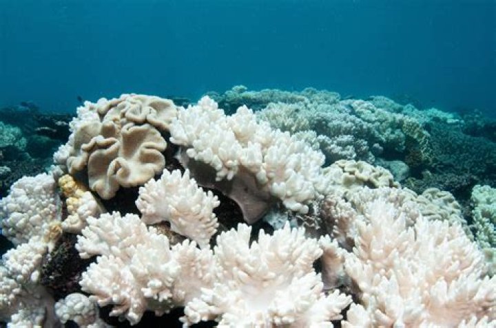 Why is my coral turning white?