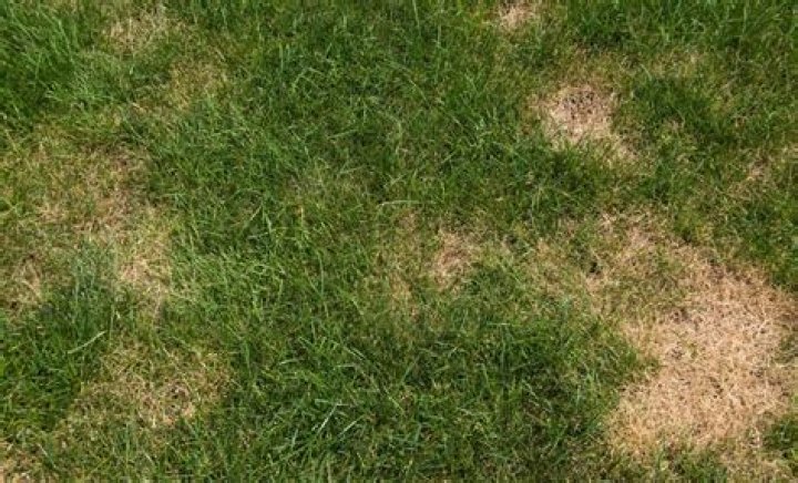 Why is my grass brown around my trees?