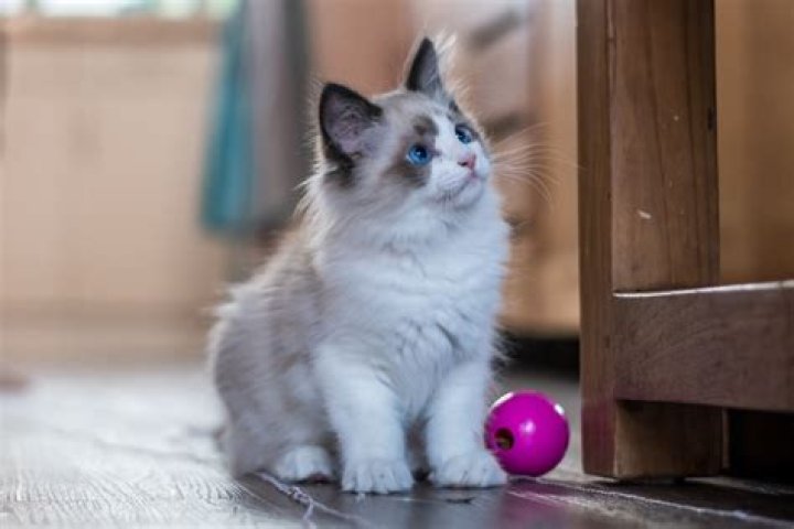 Why is my Ragdoll kitten so aggressive?