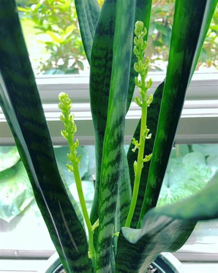 Why is my snake plant blooming?