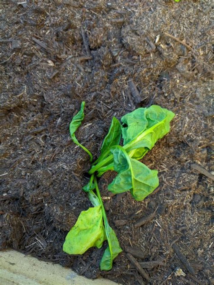 Why is my spinach plant wilting?