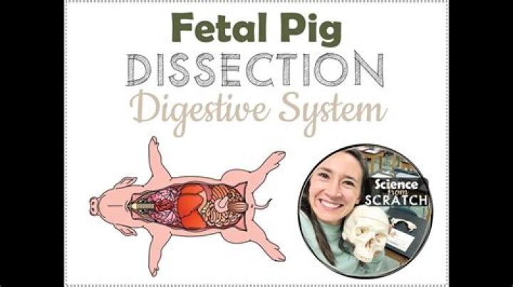 Why is the dissection of fetal pigs in the laboratory important?