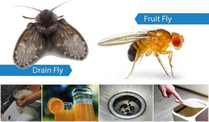 Why is the Queensland fruit fly a problem for NZ?