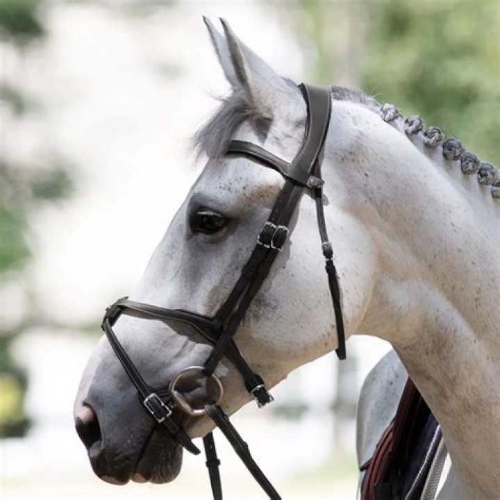 Why would you use a grackle bridle?