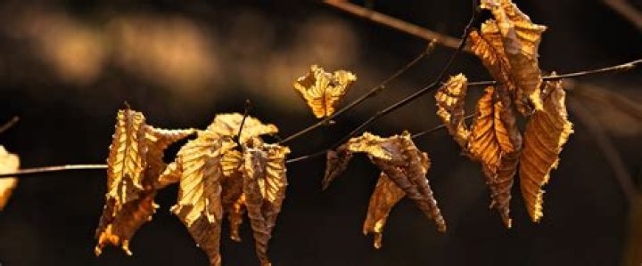 Will a transplanted tree survive?