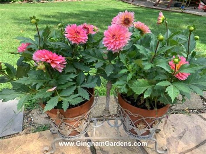 Will dahlias do well in pots?