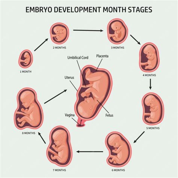 Will hCG show up 2 weeks after conception?