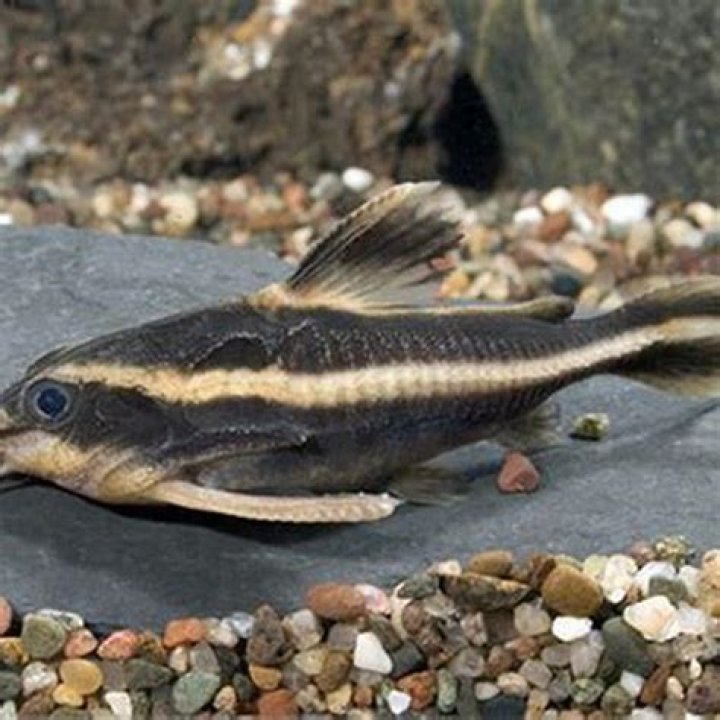 Will Striped Raphael catfish eat guppies?