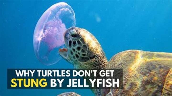 Will turtles eat fish?