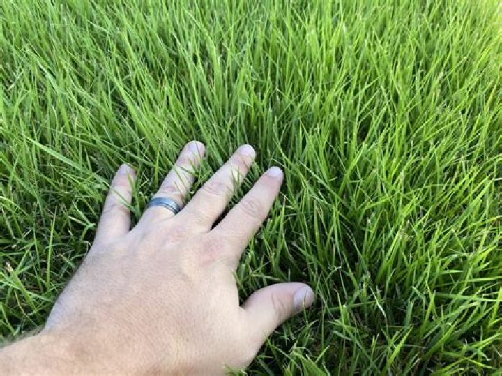 Will Zoysia grass grow in Ohio?