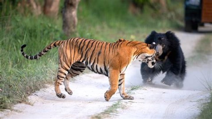 Would a Bengal tiger beat a bear?